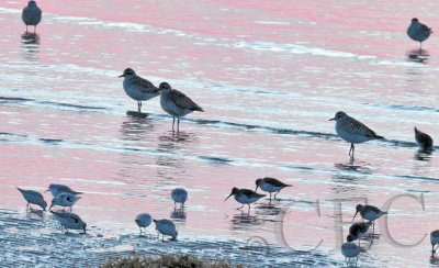 Dunlin, Sanderlings, and Plovers   __EZ47748 copy.jpg