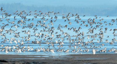 Dunlin and Sanderlings  __EZ48373 copy.jpg