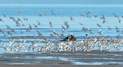 Dunlin and Sanderlings  __EZ48389 copy.jpg