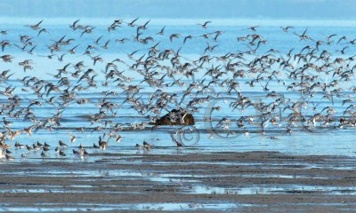 Dunlin and Sanderlings  __EZ48392 copy.jpg