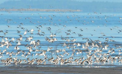 Dunlin and Sanderlings, (and a few 'peeps')  __EZ48402 copy.jpg