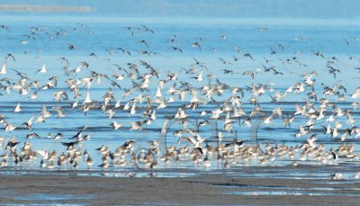 Dunlin and Sanderlings, (and a few 'peeps')  _EZ48404 copy.jpg