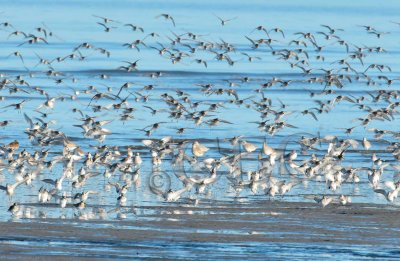 Dunlin and Sanderlings _EZ48423 copy.jpg