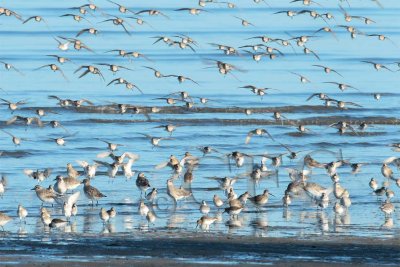 Dunlin and Sanderlings _EZ48449 copy.jpg