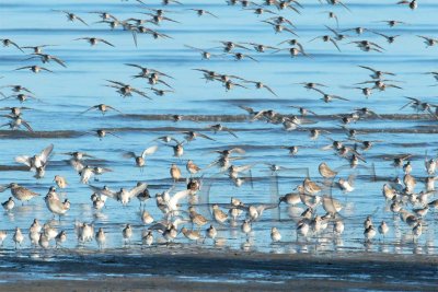 Dunlin and Sanderlings _EZ48453 copy.jpg