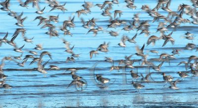 Dunlin fly, while Plovers stay put _EZ48457 copy.jpg