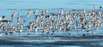 Dunlin, and Plovers at Back _EZ48491 copy.jpg