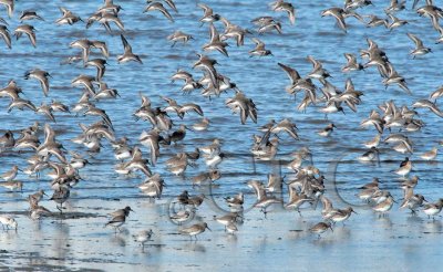 Dunlin and Sanderlings _EZ48905 copy.jpg