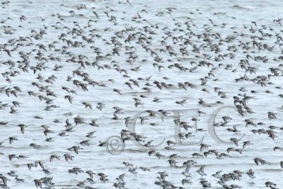 Mostly Dunlin _EZ49335 copy.jpg