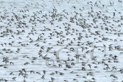 Mostly Dunlin _EZ49336 copy.jpg