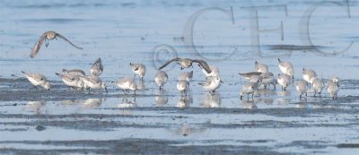 Dunlin fly over Sanderlings _EZ49405 copy.jpg