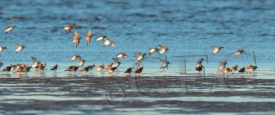 Dunlin _EZ51473 copy.jpg