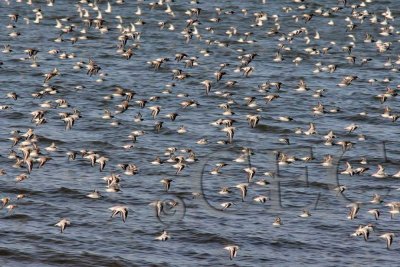 Dunlin and Sanderlings _Z9O7128 copy.jpg
