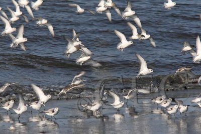 Sanderlings and a few Dunlin _Z9O7144 copy.jpg
