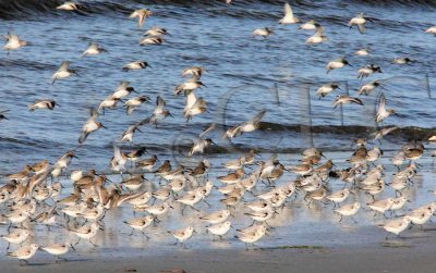 Dunlin and Sanderlings _Z9O7154 copy.jpg