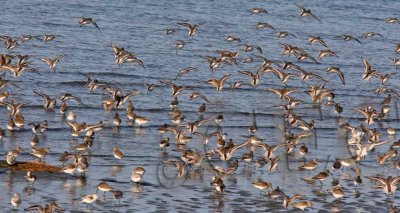 Dunlin and Sanderlings _Z9O7192 copy.jpg