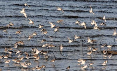 Dunlin, Sanderlings, and 2 'peeps' lower right_Z9O7200 copy.jpg