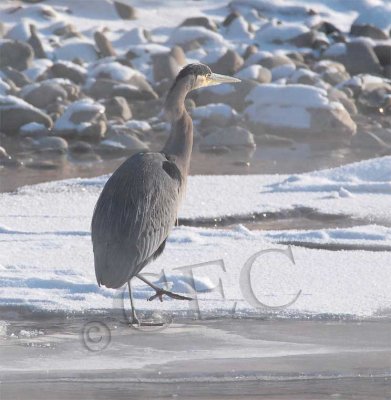 Great Blue Heron, Yakima River 4Z042947 copy.jpg