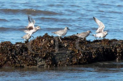 Plovers landing (probably mostly Black-Bellied Plovers)  AEZ48838 copy.jpg