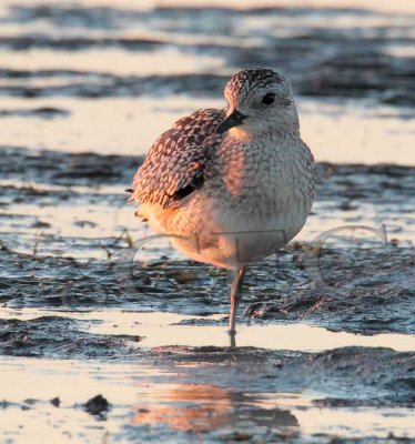 Plover at Sunset, (winter plumage)  _EZ46993 copy.jpg