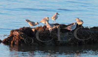 Plovers squabble at sunset (probably mostly Black-Bellied Plovers)  _EZ47649 copy.jpg