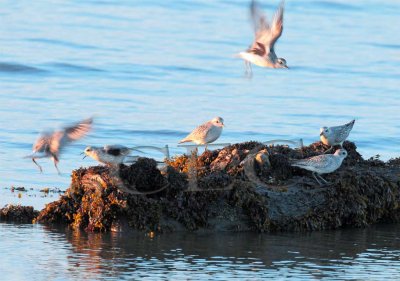 Plovers land at sunset (probably mostly Black-Bellied Plovers)  _EZ47652 copy.jpg