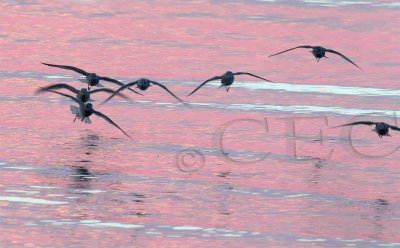 Plovers landing after sunset 3/6 _EZ47719 copy.jpg