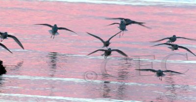 Plovers landing after sunset 4/6 _EZ47721 copy.jpg