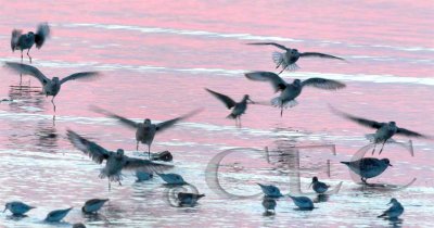 Plovers landing after sunset 5/6 _EZ47723 copy.jpg