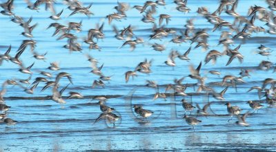 Dunlin take flight while Plovers hold their ground  _EZ48457 copy.jpg