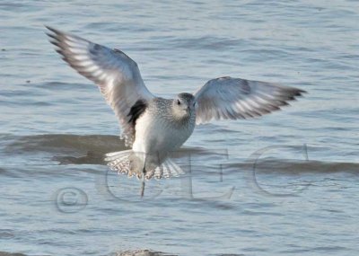 Black-Bellied Plover landing  _EZ49618 copy.jpg