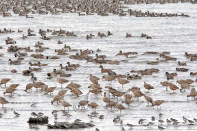 Mostly Dunlin, then Godwits, than mostly American Wigeons  _Z9O7084 copy.jpg