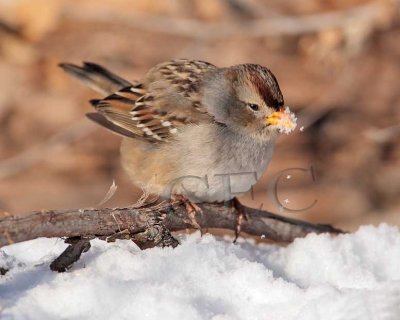 White-crowned Sparrow, juvenile plumage  4Z043174 copy.jpg