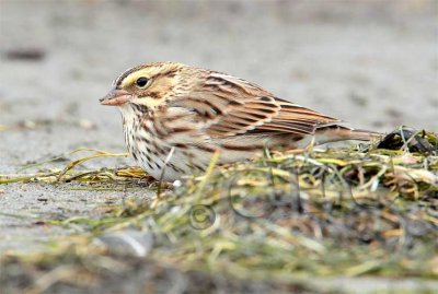 Savannah Sparrow keeps low profile, ( and not far from cover), while browsing for insects on ocean beach _EZ48018.jpg
