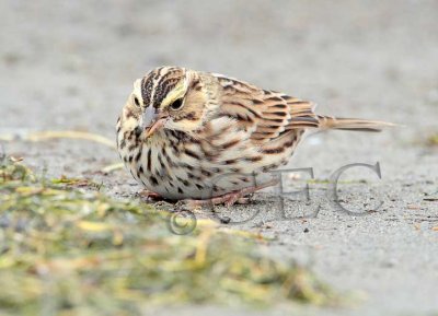 Savannah Sparrow keeps low profile, ( and not far from cover), while browsing for insects on ocean beach _EZ48020 copy.jpg