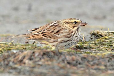 Savannah Sparrow keeps low profile, ( and not far from cover), while browsing for insects on ocean beach _EZ48026 copy.jpg
