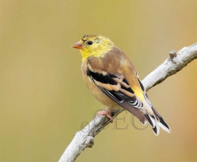 American Goldfinch transitioning to breeding plumage  _EZ20174.jpg