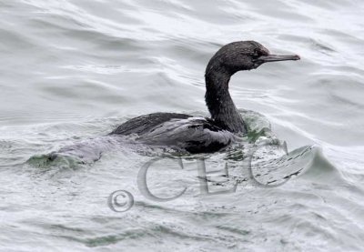 Pelagic Cormorant  _Z056831 copy.jpg