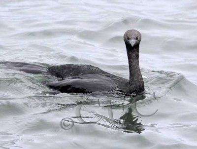 Cormorants