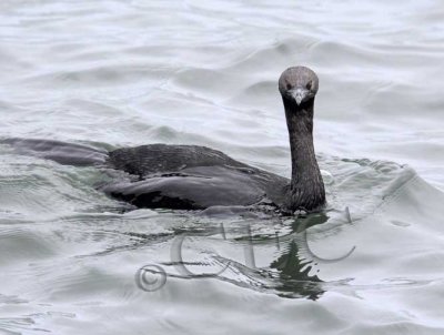 Pelagic Cormorant  _Z056847.jpg