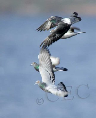 Rock Pigeons, Seattle  WT4P7739 copy.jpg