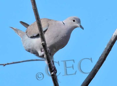 Eurasian Collared Dove  _EZ52123 copy.jpg