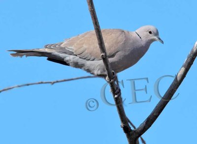 Eurasian Collared Dove  _EZ52127 copy.jpg