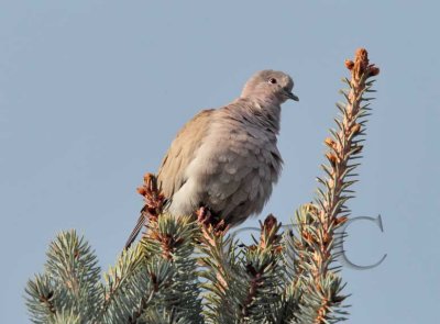 Eurasian Collared Dove  _EZ52151 copy.jpg