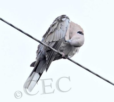 Eurasian Collared Dove  _EZ52187 copy.jpg