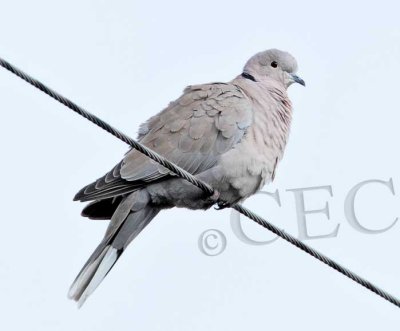Eurasian Collared Dove  _EZ52192 copy.jpg