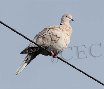 Eurasian Collared Dove, light colored form    _EZ52198 copy.jpg