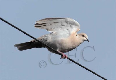 Eurasian Collared Dove, light colored form      _EZ52218 copy.jpg