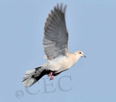 Eurasian Collared Dove, light colored form      _EZ52223 copy.jpg