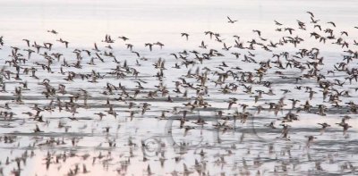 Sunrise, mostly American Wigeons and Pintails  _Z058189 copy.jpg